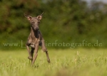 33 Windhund-Trio